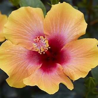 Hibiscus_Social_Butterfly