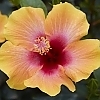 Hibiscus_Social_Butterfly