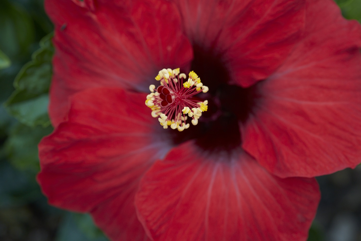 Hollywood Hibiscus | Our Plant Collection | J. Berry Nursery