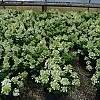 HydrangeaBeeHappy2