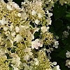 HydrangeaBeeHappy3