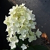HydrangeaBeeHappy41