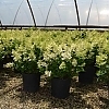 HydrangeaBeeHappy