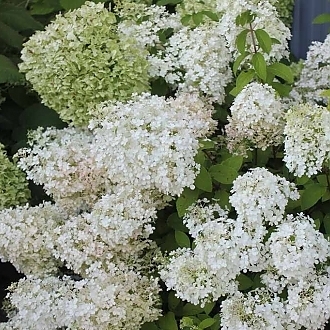 HydrangeaBobo-mainprofilepic1