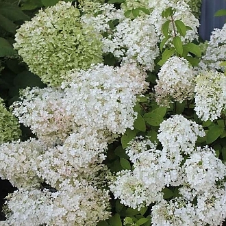 HydrangeaBobo-mainprofilepic