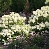 HydrangeaBobo1