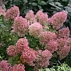 HydrangeaBobo2
