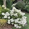 HydrangeaBobo3