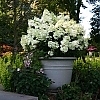 HydrangeaBobo_5