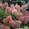 HydrangeaBobo_E