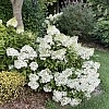 HydrangeaBobo_Ea