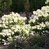 HydrangeaBobo