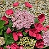 HydrangeaCherryExplosion2