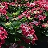 HydrangeaCherryExplosion3