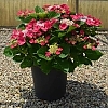 HydrangeaCherryExplosion