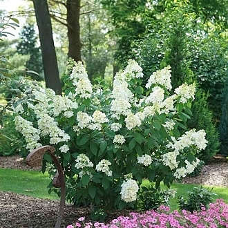 HydrangeaFireLight-mainprofilepic1
