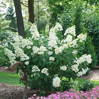 HydrangeaFireLight-mainprofilepic