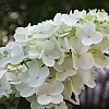 HydrangeaFireLight2
