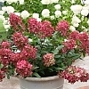 HydrangeaFireLight3