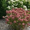 HydrangeaFireLight5