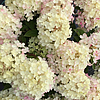 HydrangeaFireLightTidbit4
