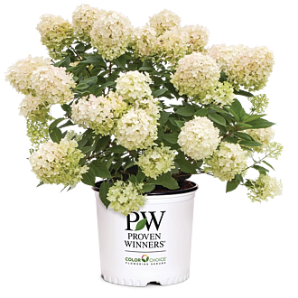 HydrangeaFireLightTidbitMainProfilePic