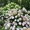 HydrangeaFireLight_Easy-Resize.com