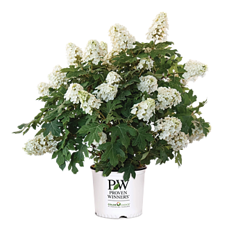 HydrangeaGatsbyGlowBallMainProfilePic