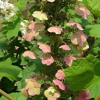 HydrangeaKingofHeartsMainProfilePic