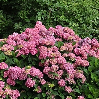 HydrangeaLetsDanceArriba-mainprofilepic1