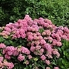 HydrangeaLetsDanceArriba-mainprofilepic1