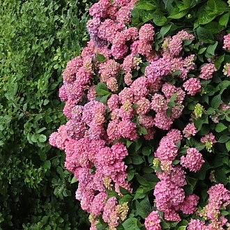 HydrangeaLetsDanceArriba-mainprofilepic
