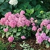 HydrangeaLetsDanceArriba1