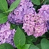 HydrangeaLetsDanceArriba2