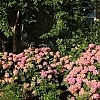 HydrangeaLetsDanceArriba3