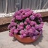HydrangeaLetsDanceArriba5