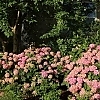 HydrangeaLetsDanceArriba_E