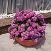 HydrangeaLetsDanceArriba_Ea