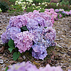 HydrangeaLetsDanceSkyView4