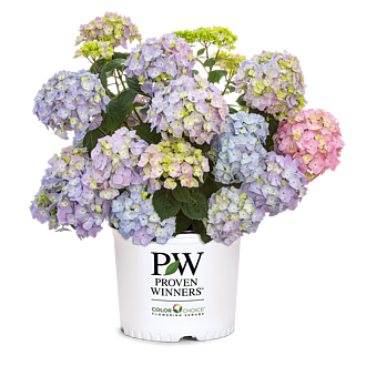 HydrangeaLetsDanceSkyViewMainProfilePic