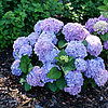 HydrangeaLetsDanceSkyView