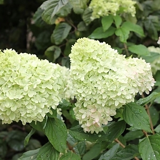 HydrangeaLimelight-mainprofilepic