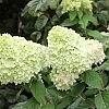 HydrangeaLimelight-mainprofilepic