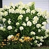 HydrangeaLimelight1