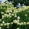 HydrangeaLimelight2