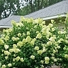 HydrangeaLimelight3