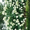 HydrangeaLimelight4