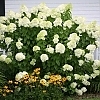 HydrangeaLimelight_E