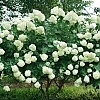 HydrangeaLimelight_Easy-Resize.com