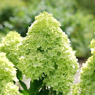 HydrangeaLittleLime-mainprofilepic1